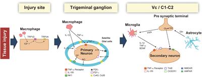 Orofacial Neuropathic Pain-Basic Research and Their Clinical Relevancies